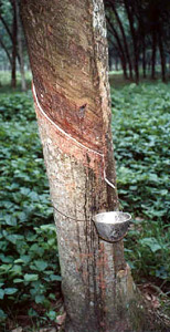Tree Tapping